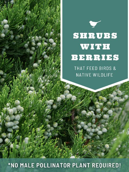 Close-up of a lush green shrub with white berries, featuring a graphic overlay. The text reads, "Shrubs with Berries That Feed Birds & Native Wildlife" with a note below: "*No Male Pollinator Plant Required!