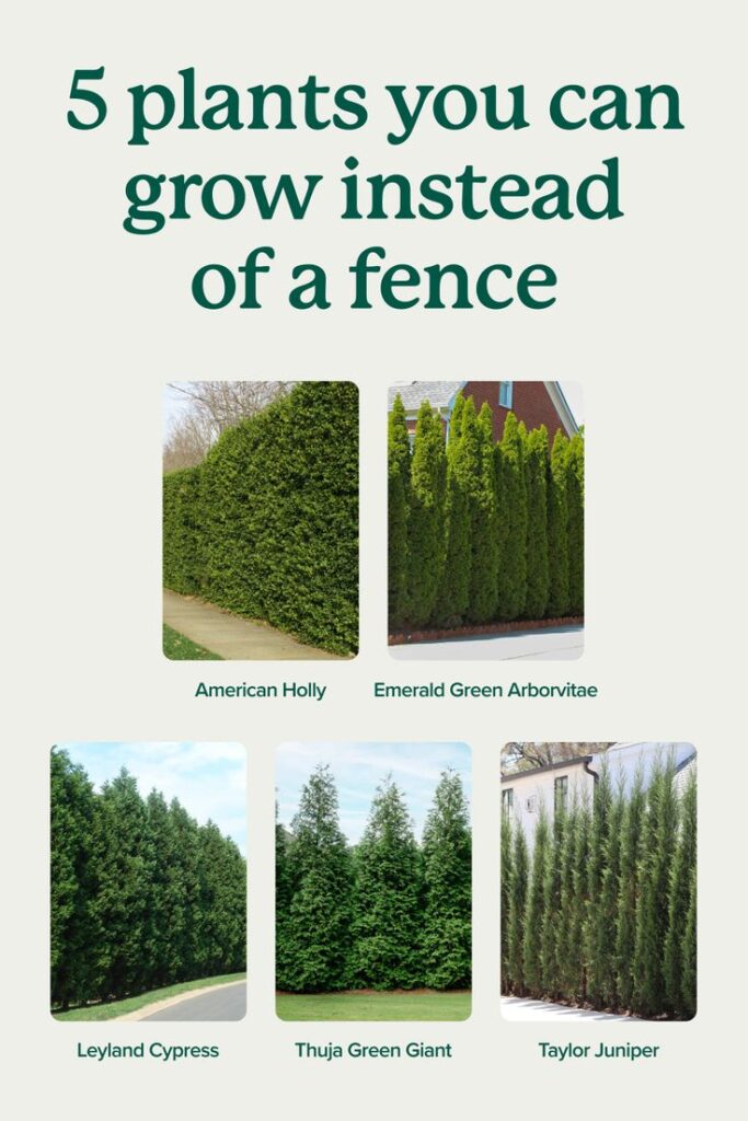 A guide with images of five plants that can be grown as an alternative to a fence. Includes American Holly, Emerald Green Arborvitae, Leyland Cypress, Thuja Green Giant, and Taylor Juniper.